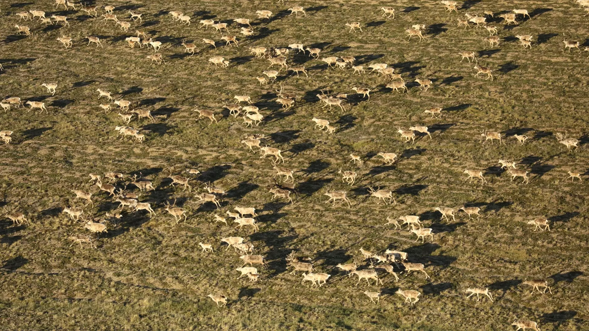 «Роснефть» помогла провести на Таймыре самый масштабный подсчет диких северных оленей