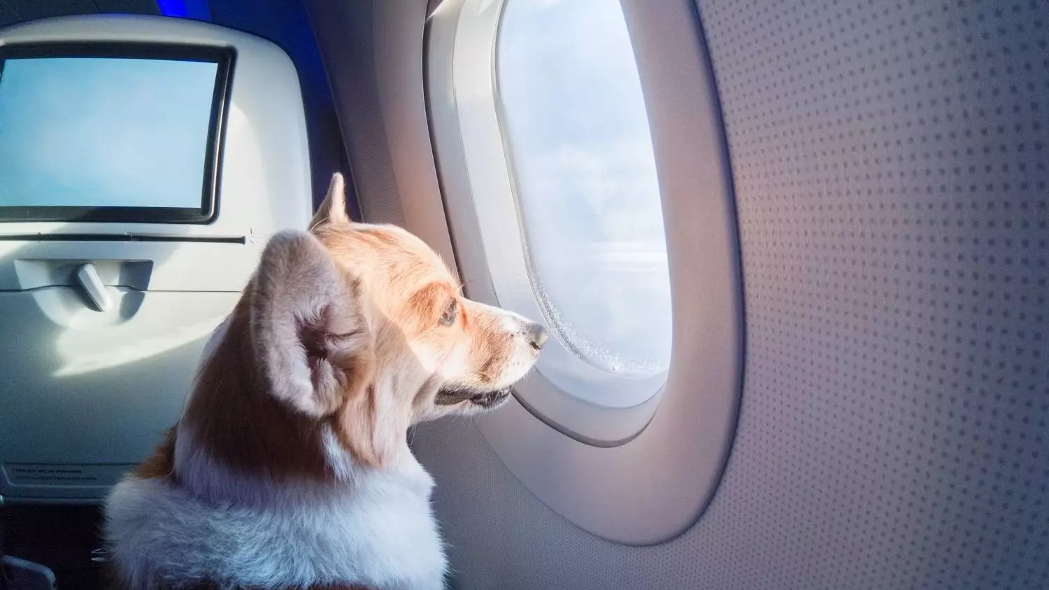 Красноярцы спорят, нужно ли возить домашних животных в салоне самолета